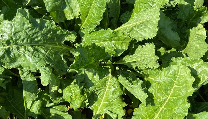 Beet gets relief from Quantis as heat rises