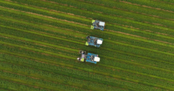 Blackcurrant growers are harvesting before dawn, to beat the heat and ensure Ribena’s fruit provisions