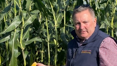 Carlisle maize trials target ways of maximizing maize production