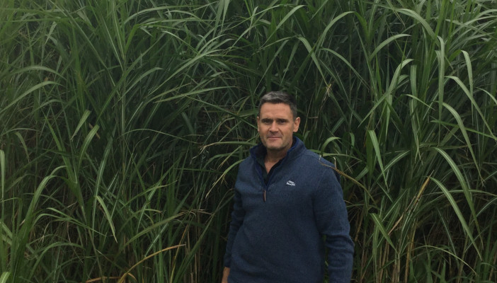 Miscanthus investment pays off for Worcestershire sheep farmer
