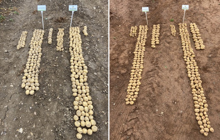 Heat stress hits potato yields