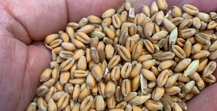Organic wheat blends save on labour, boost yields and benefit wildlife