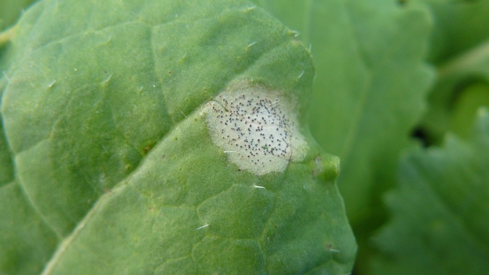 Phoma Thresholds Reached for Early Sown OSR