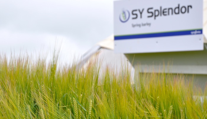 Spring barley SY Splendor being launched into feed market