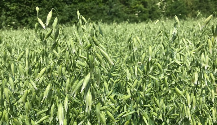 Smallest UK oat crop for seven years predicted