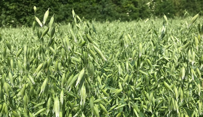 Senova’s new winter oat variety Cromwell recommended