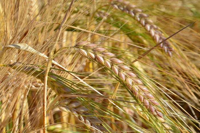 Senova’s new spring barley Florence recommended