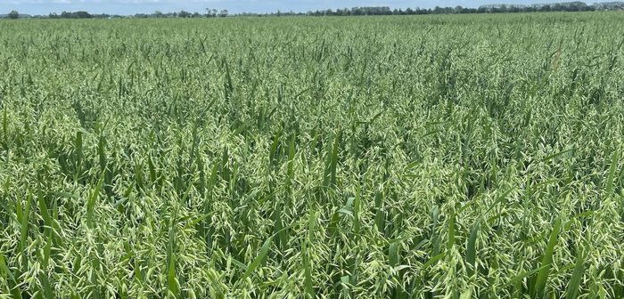PGRs a priority for spring crops this season
