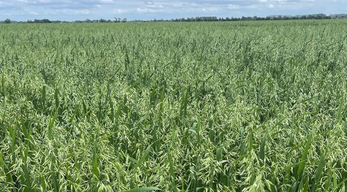 Merlin spring oat contends with market leaders