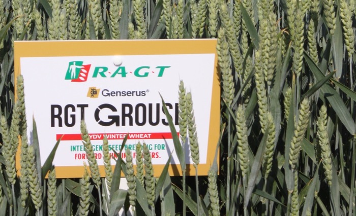 RGT Grouse – the next step in BYDV resistant wheat