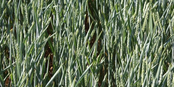 Two cereal varieties from RAGT gain full UK approval on AHDB’s 2023/24 Recommended List