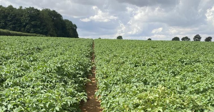 Successful potato crops start with the right products and the right timings