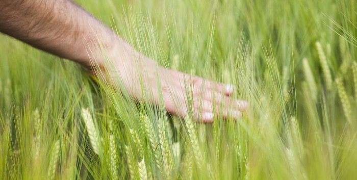 Dual purpose spring barley meets the demands of the environment, growers and the supply chain