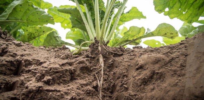 Boosting beet yields by 10%