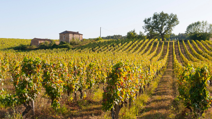 Research shows how French winegrowers are combatting climate change