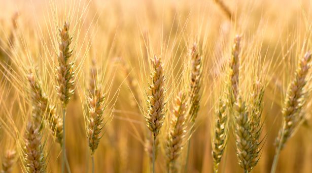 Results of on-farm wheat trials released by Bofin