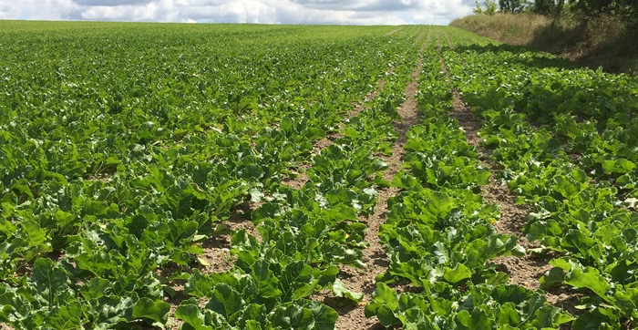 Power-up sugar beet weed control to protect investment in crops