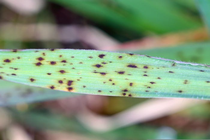 Rapid test for net blotch and rhynchosporium in barley set to launch in March