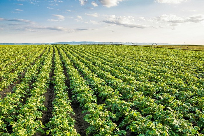 Potato growers: Plan blight control to reduce resistance risk