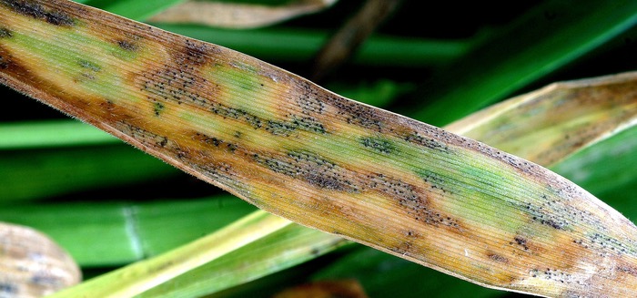 Power-up disease control to protect cereal returns