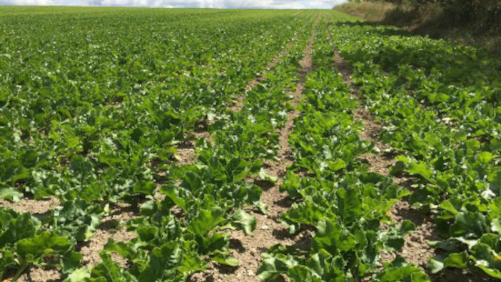 Arbitration beckons with sugar beet contract deadlock