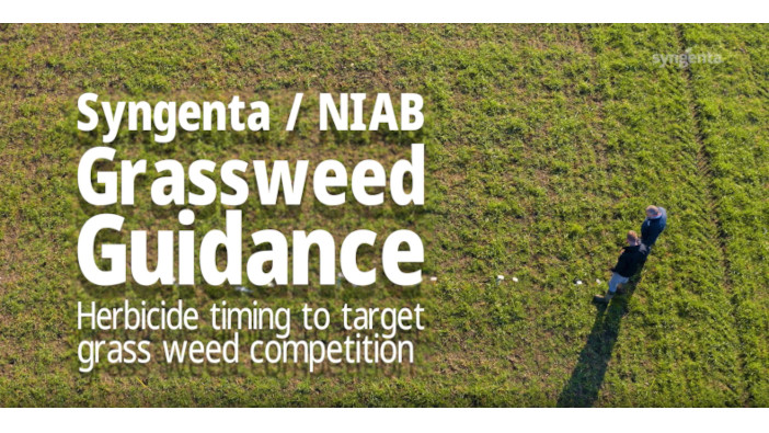NIAB and Syngenta offer advice on managing grass weed