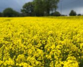 Robust OSR flowering sprays needed to control Sclerotinia this season