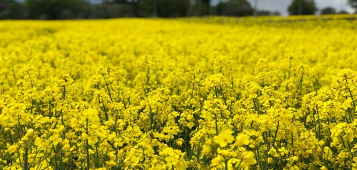 Robust OSR flowering sprays needed to control Sclerotinia this season