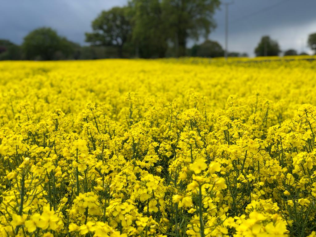 Robust OSR flowering sprays needed to control Sclerotinia this season