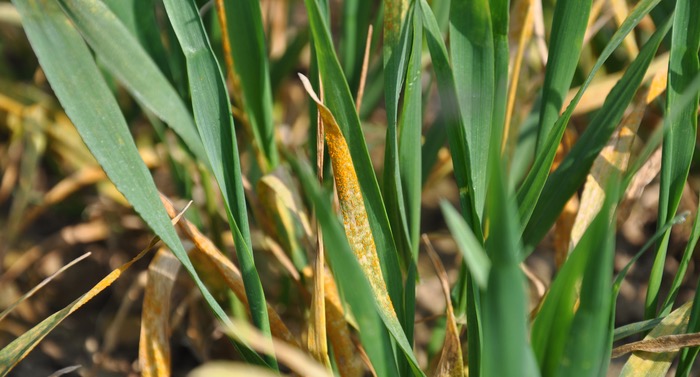 Stay alert for yellow rust, not just Septoria: says Syngenta