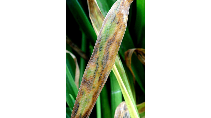 Evidence shows folpet prolongs the effective life of single site fungicides