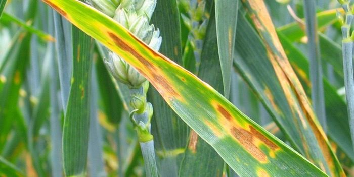 Septoria pressure builds ahead of T1: Farmacy