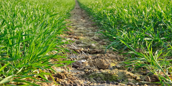 Optimise herbicide applications for effective weed control this spring