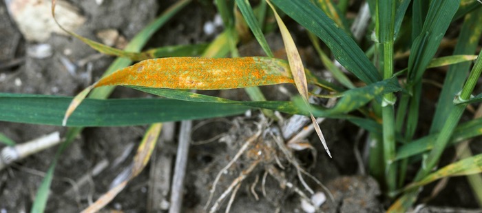 Early prevention most effective for tackling yellow rust