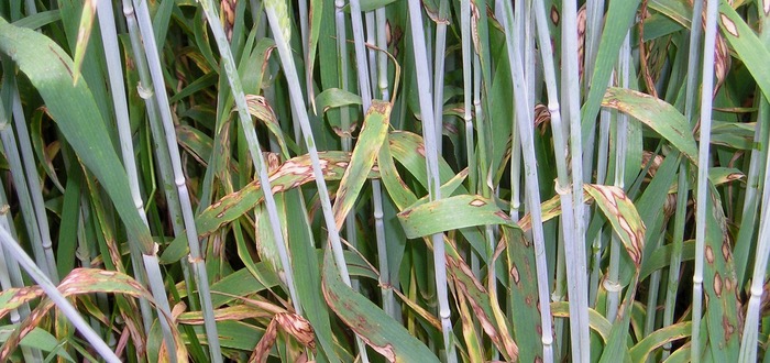 Increasing disease pressure puts more importance on T2 spray for barley