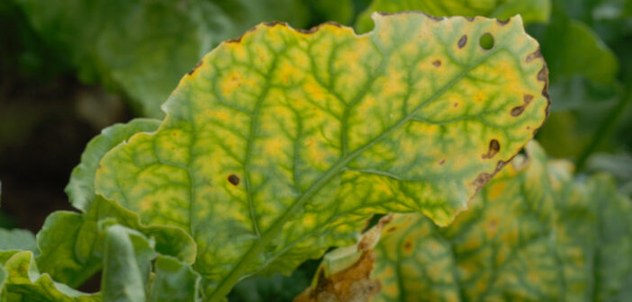 Virus Yellows beet leaf mr