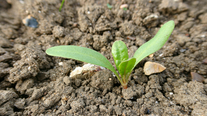 Aphid pressure building in sugar beet crops | News from AA Farmer - Vimarsana News