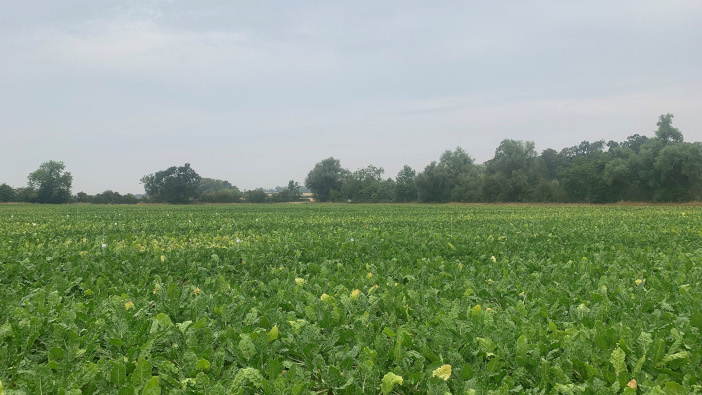 Silicon-treated sugar beet shows effective aphid resistance