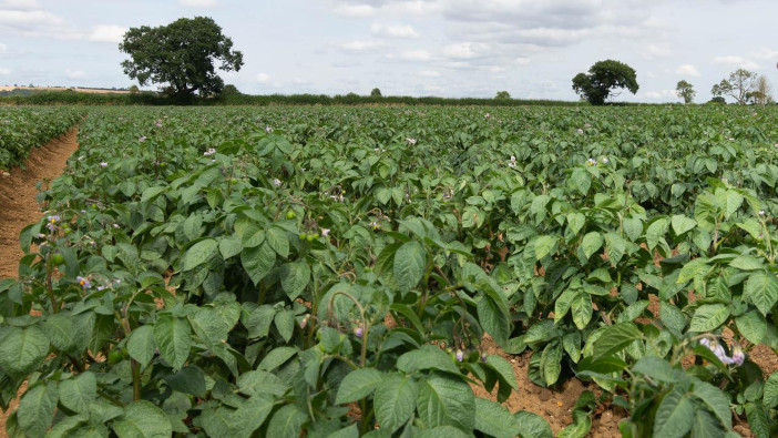 What are the key nutrients for a healthy potato crop?