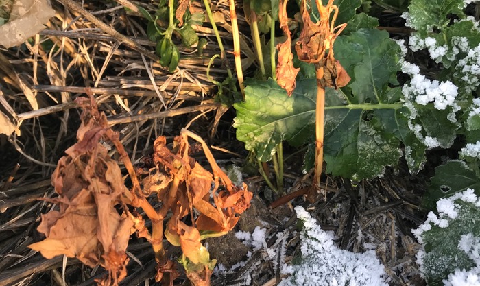 Companion cropping to protect oilseed rape