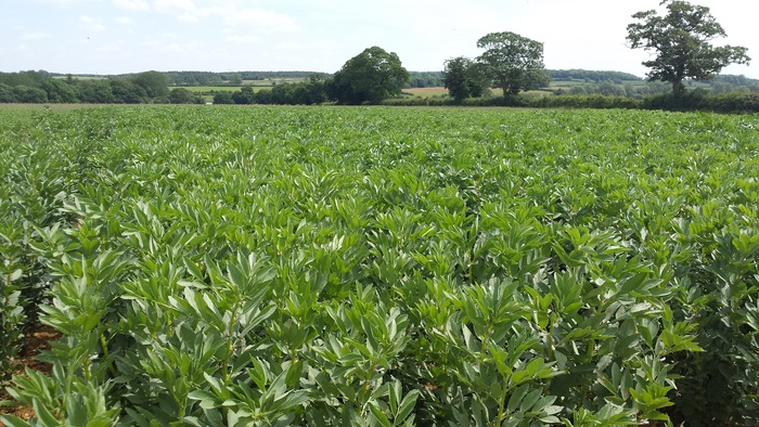 Farmers encouraged to engage with ambitious new soya displacement project