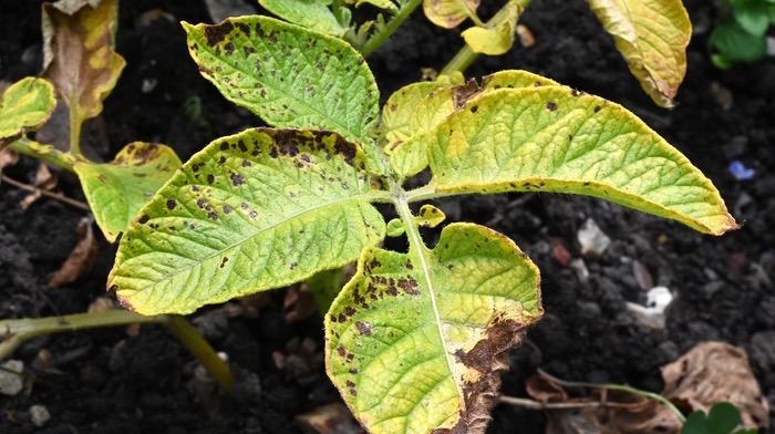 Amphore Plus first to fight rising Alternaria risks