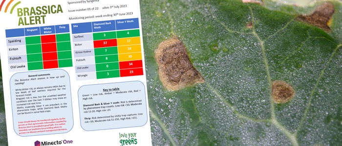 Brassica Alert now live to aid pest and disease decisions