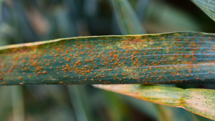 Help needed to investigate brown rust