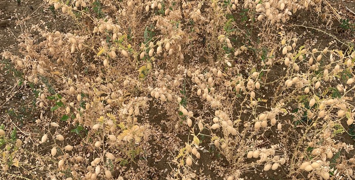 New feasibility study on domestic chickpea production