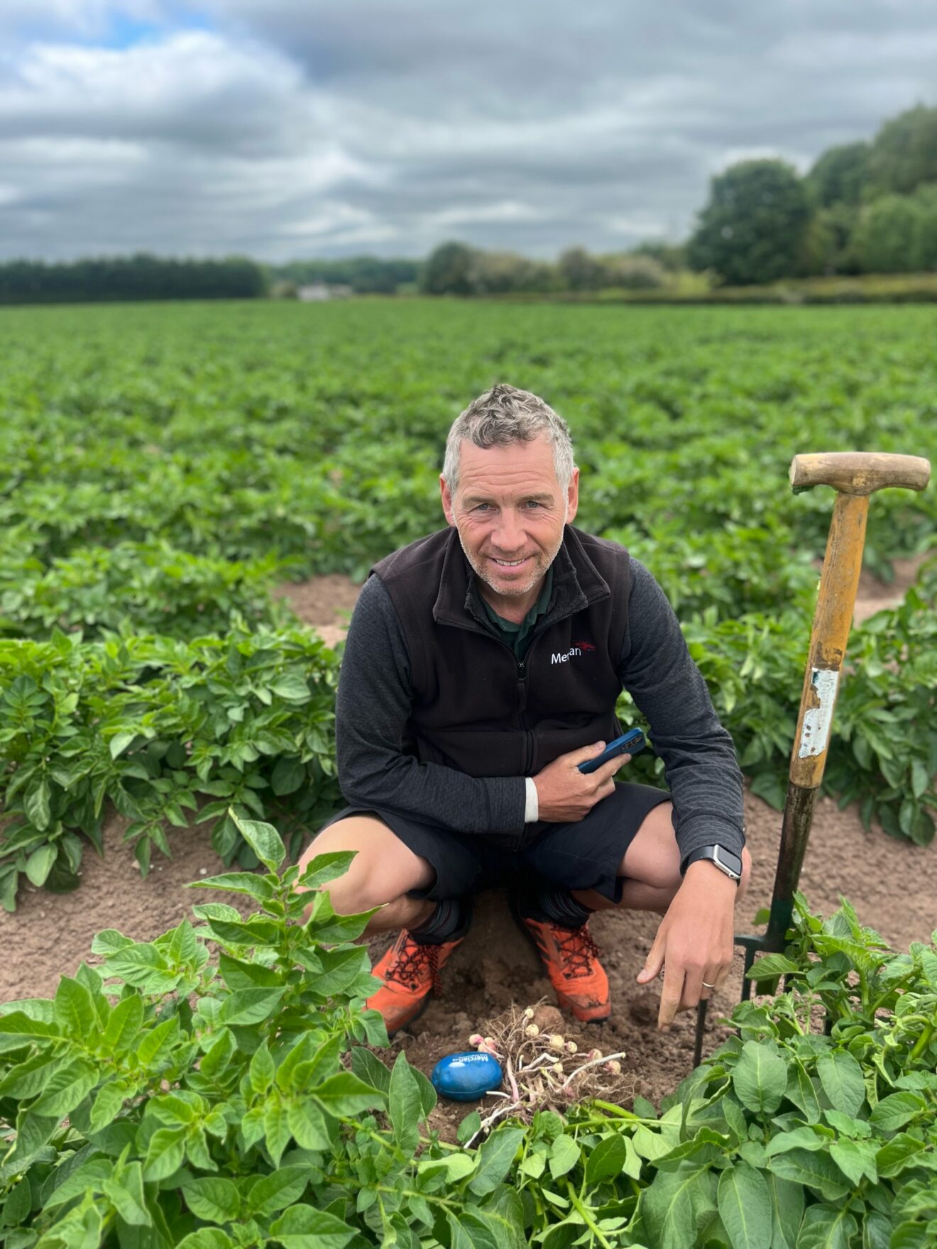 Best practice guidance issued for maleic hydrazide use on potatoes this season