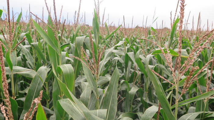 Cut maize stress for fertile cobs