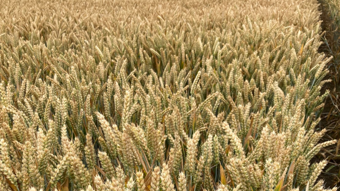 Agrovista's new winter wheat - Mindful