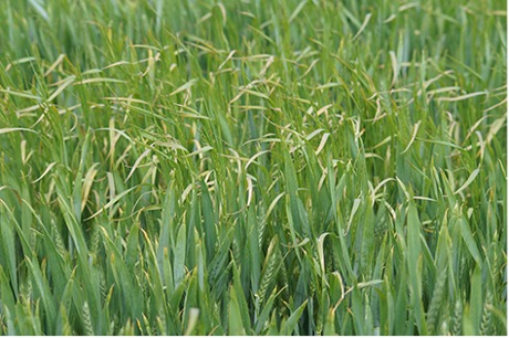 Multiple herbicide actives required to power-up brome control