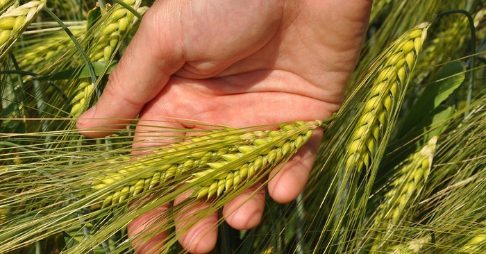 New hybrid barleys bring added benefits against major diseases